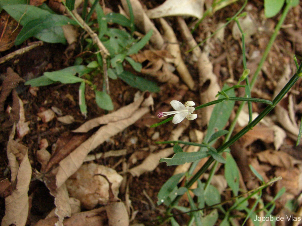 Andrographis alata (Vahl) Nees